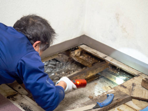 West Springfield, VA Mold Remediation Company