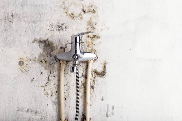 Best Bathroom Mold Remediation in West Springfield, VA