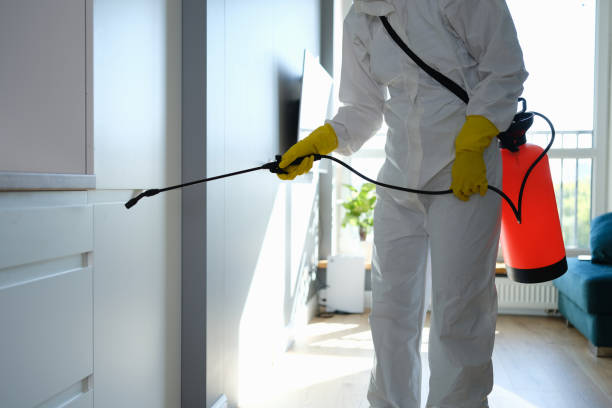 Best Post-Flood Mold Remediation in West Springfield, VA