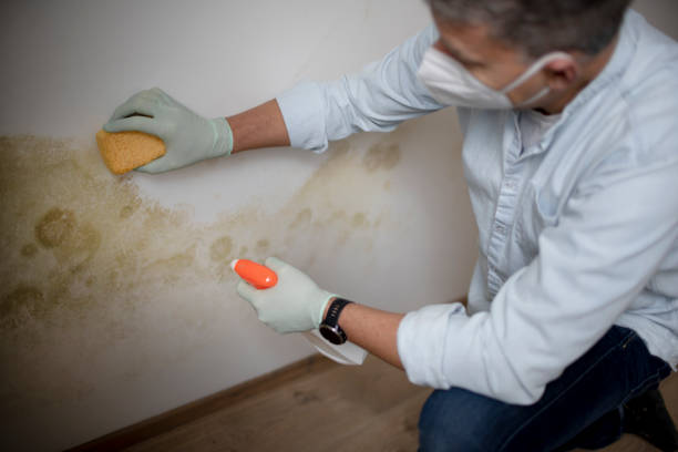 Best Industrial Mold Remediation in West Springfield, VA