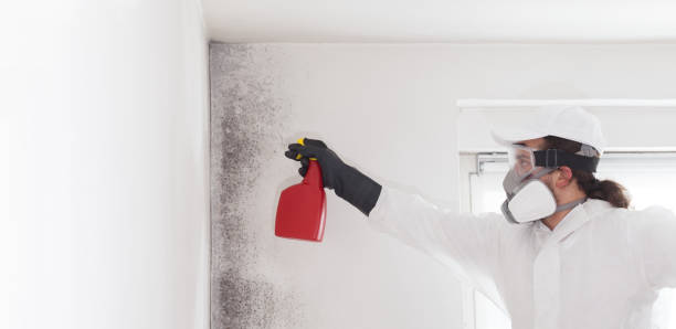 Best Basement Mold Remediation in West Springfield, VA