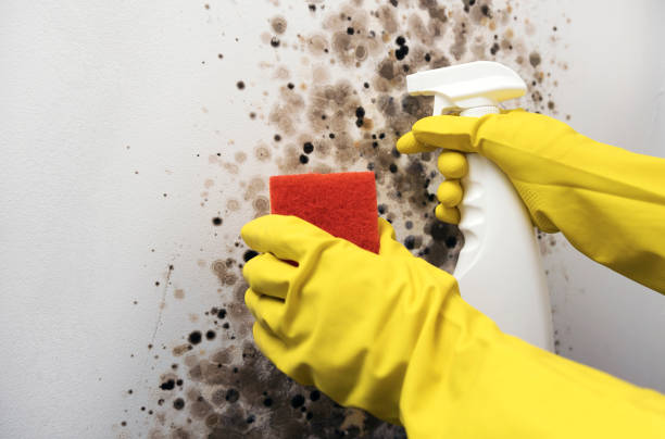 Best Kitchen Mold Remediation in West Springfield, VA