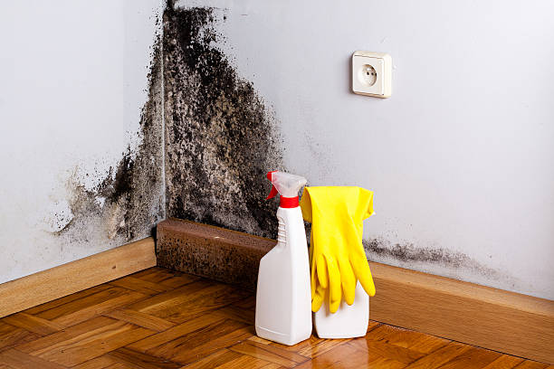 Best Mold Testing and Inspection Services in West Springfield, VA