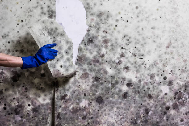 Best Crawl Space Mold Remediation in West Springfield, VA